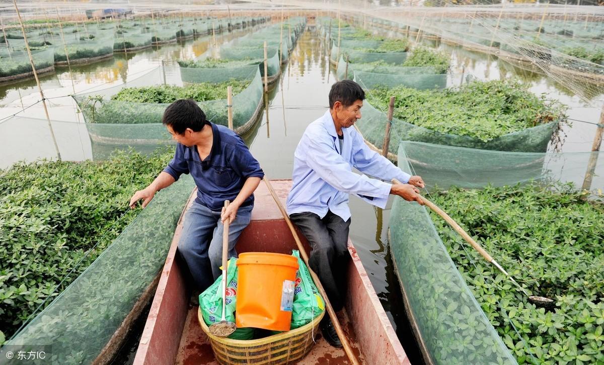 养殖黄鳝规范技术要求_黄鳝养殖技术规范_养殖黄鳝的技术与资料