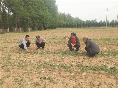 山西种植什么致富_山西省种植什么_山西种植什么最赚钱