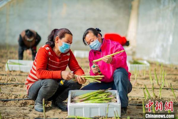 新疆：沙漠芦笋成民众增收致富新途径 巩固脱贫成果