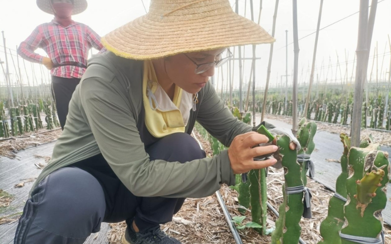 致富苗种植技术_致富种植视频全集_致富苗种植技术有哪些