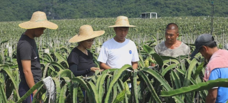 致富苗种植技术有哪些_致富种植视频全集_致富苗种植技术