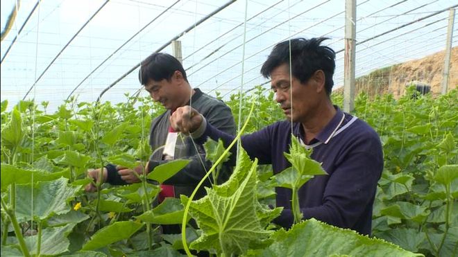 视频丨蔬菜大棚成为村民致富“摇钱树”