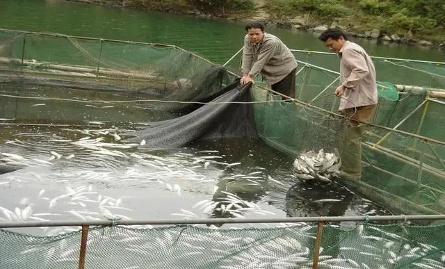 草鱼网箱养殖技术视频_流水网箱养殖草鱼技术_草鱼网箱养殖视频