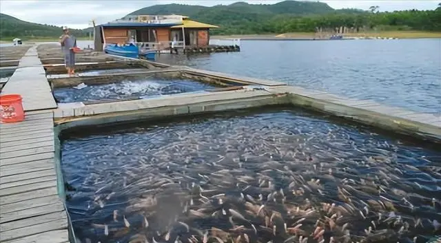 流水网箱养殖草鱼技术_草鱼网箱养殖技术视频_草鱼网箱养殖视频