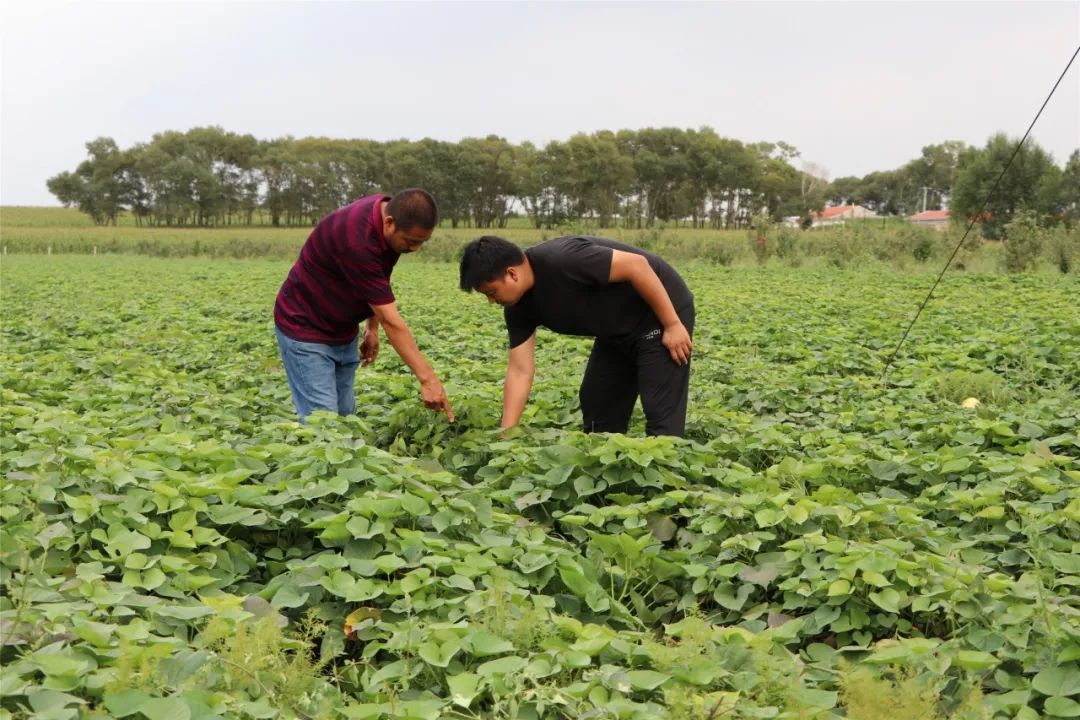 甜瓜种植条件_旱甜瓜种植致富_种植甜瓜赚钱吗