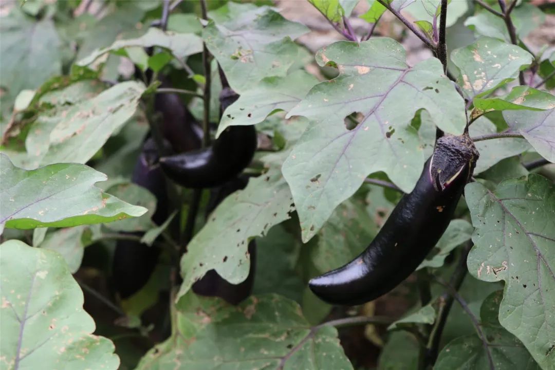 旱甜瓜种植致富_种植甜瓜赚钱吗_甜瓜种植条件