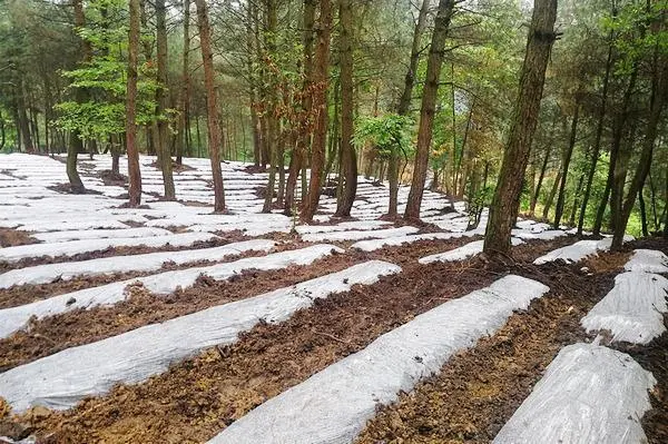 分享五个特色种植项目，想赚钱的过来看，值得参考！（1）