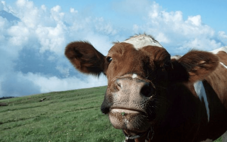 肉牛养殖利润与成本_肉牛养殖技术与利润_养殖肉牛利润技术怎么样