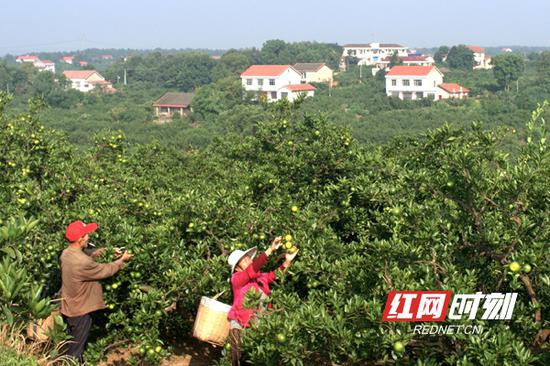 石门橘农在一望无际地橘园采摘柑橘。