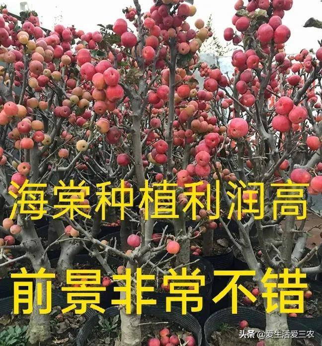 菏泽种植什么赚钱_菏泽致富专业村_菏泽种植致富项目