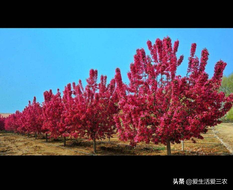 菏泽致富专业村_菏泽种植什么赚钱_菏泽种植致富项目