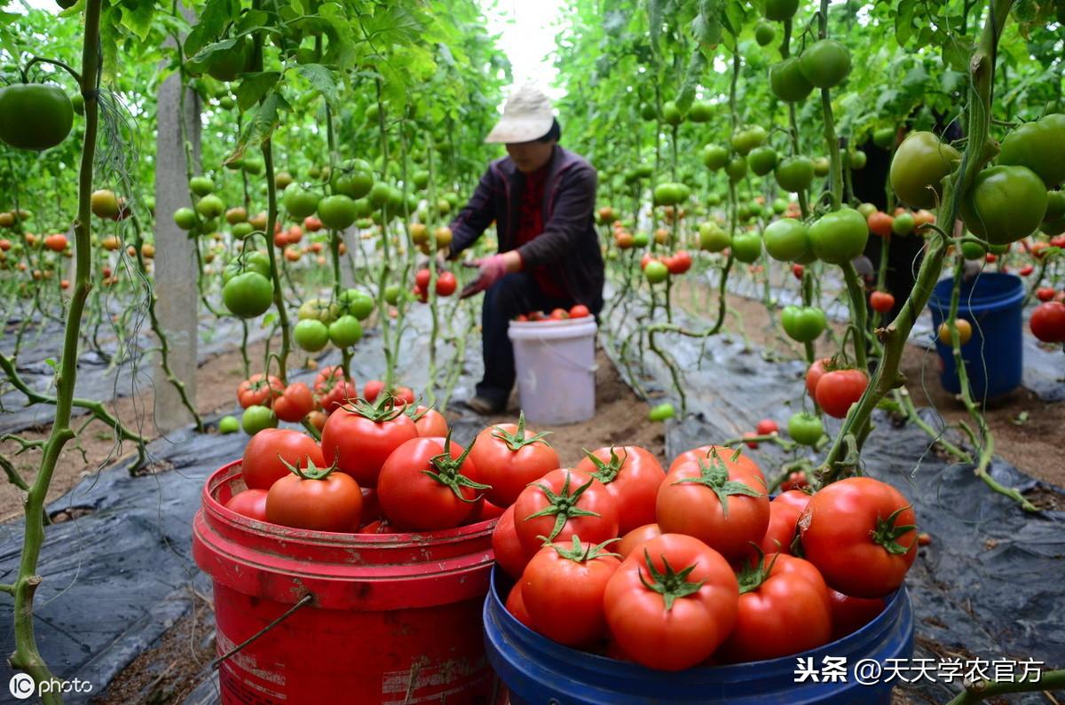 番茄种植视频播放_视频番茄种植技术大全图片_大番茄的种植技术视频