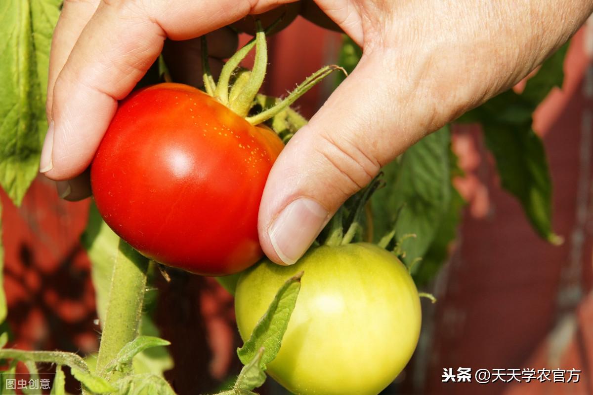 番茄种植视频播放_视频番茄种植技术大全图片_大番茄的种植技术视频