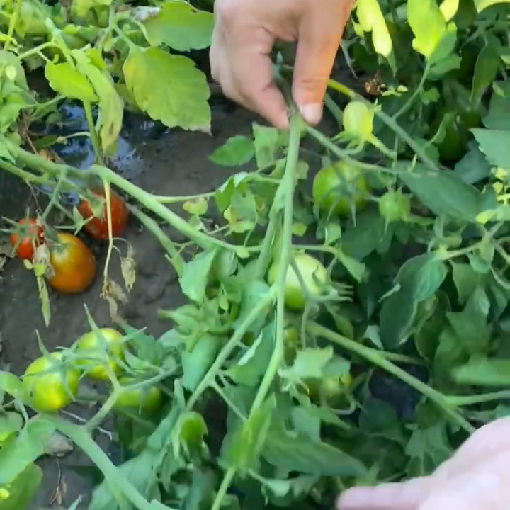 大番茄的种植技术视频_视频番茄种植技术大全_番茄种植技术视频播放