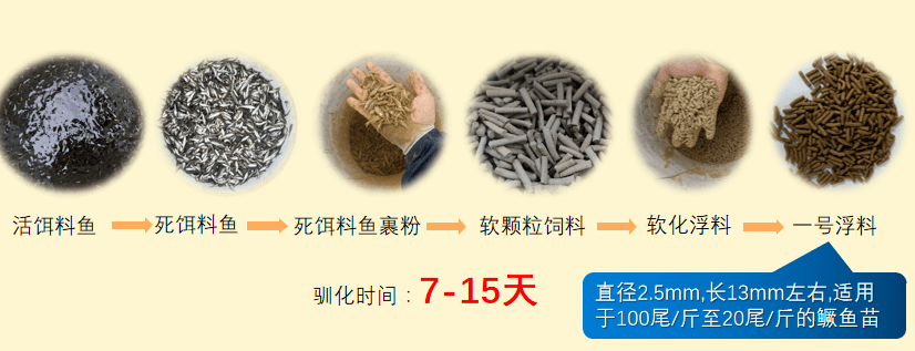 龙鱼养殖技术视频_龙鱼养殖场视频_视频养殖鱼龙技术教程