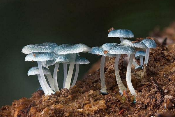 养殖蛆虫的8种方法_养殖蛆虫致富方法_养蛆虫致富视频