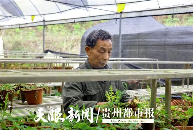 农民种植药材致富_致富药材种植农民图片_农村致富经中药材种植