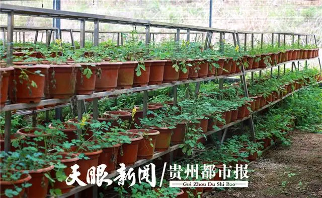 农民种植药材致富_致富药材种植农民图片_农村致富经中药材种植