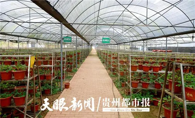 农民种植药材致富_农村致富经中药材种植_致富药材种植农民图片