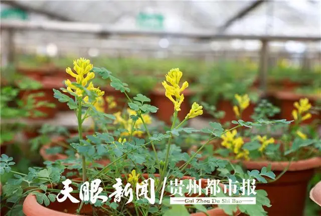 致富药材种植农民图片_农村致富经中药材种植_农民种植药材致富