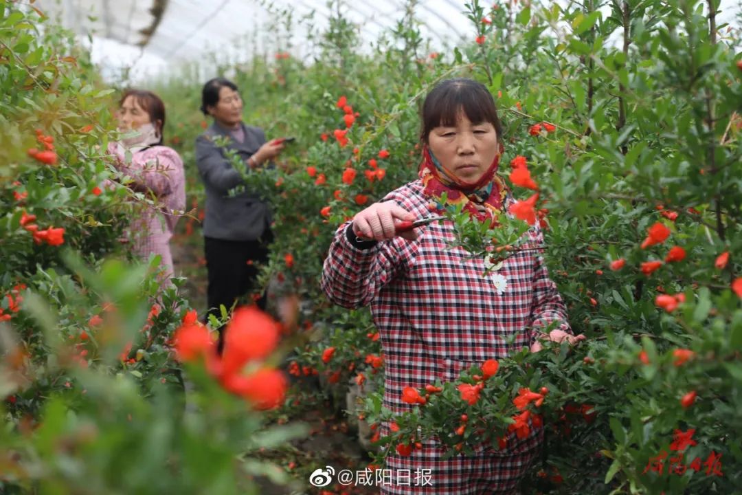 致富小伙种樱桃视频_城里小伙种樱桃_致富经22岁小伙种樱桃