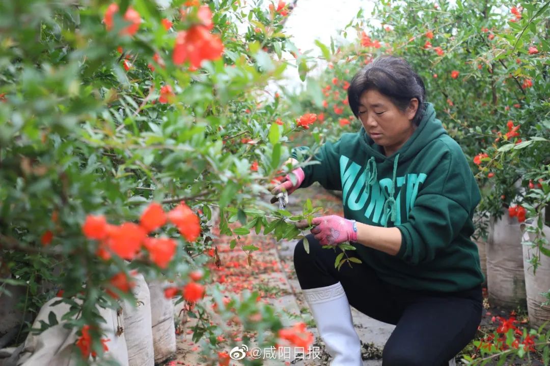 致富小伙种樱桃视频_城里小伙种樱桃_致富经22岁小伙种樱桃