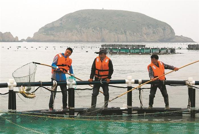 靠海吃海闯出致富路 芦浦：耕海牧渔第一镇