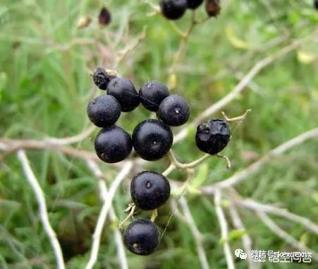 大叶枸杞种植技术_枸杞种植技术_枸杞种植技术和方法时间