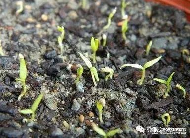 枸杞种植技术_枸杞种植技术和方法时间_大叶枸杞种植技术