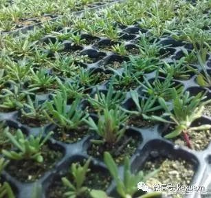 枸杞种植技术和方法时间_大叶枸杞种植技术_枸杞种植技术