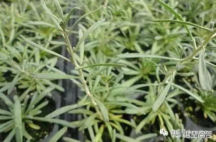 枸杞种植技术_枸杞种植技术和方法时间_大叶枸杞种植技术