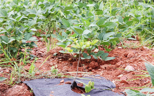 农村种植油茶如何_致富种植农村油茶产品_农村油茶种植致富