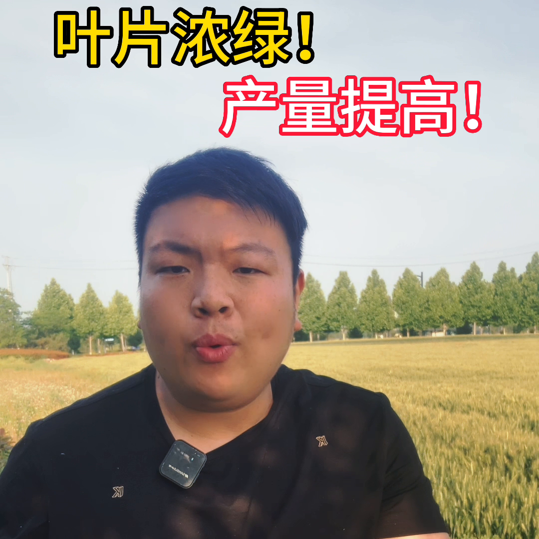 番茄种植视频播放_视频番茄种植技术大全图片_大番茄的种植技术视频