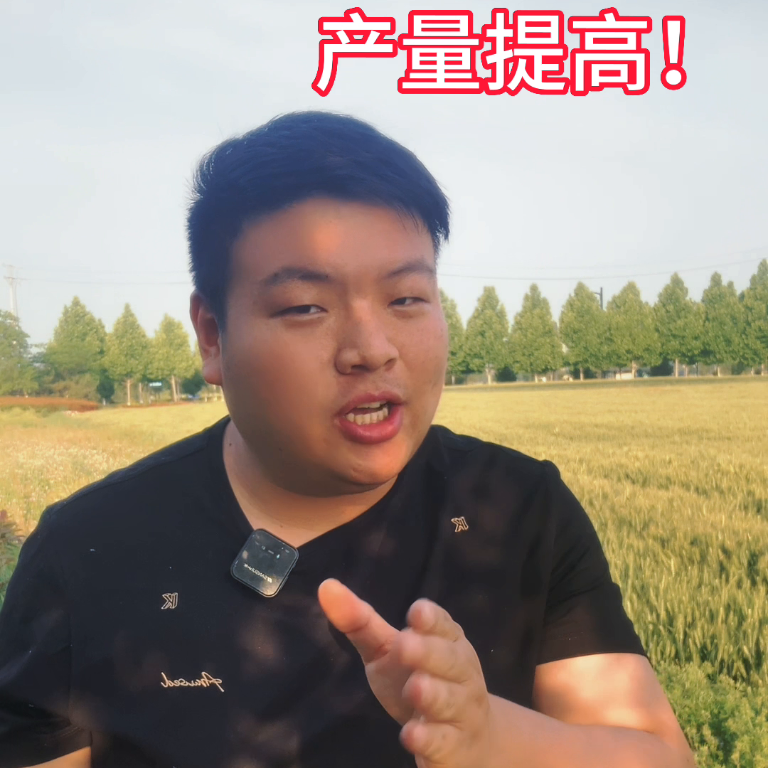 视频番茄种植技术大全图片_大番茄的种植技术视频_番茄种植视频播放