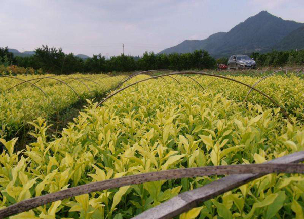 怎么种植茶苗？茶苗种植方法