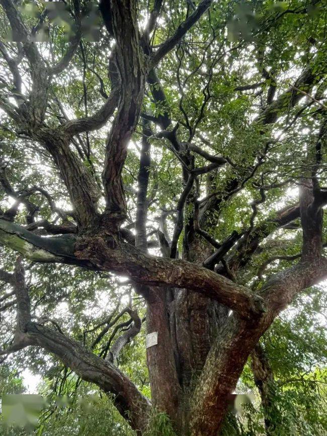 致富经八月炸 种植_八月炸种植_种植八月炸的前景和利润