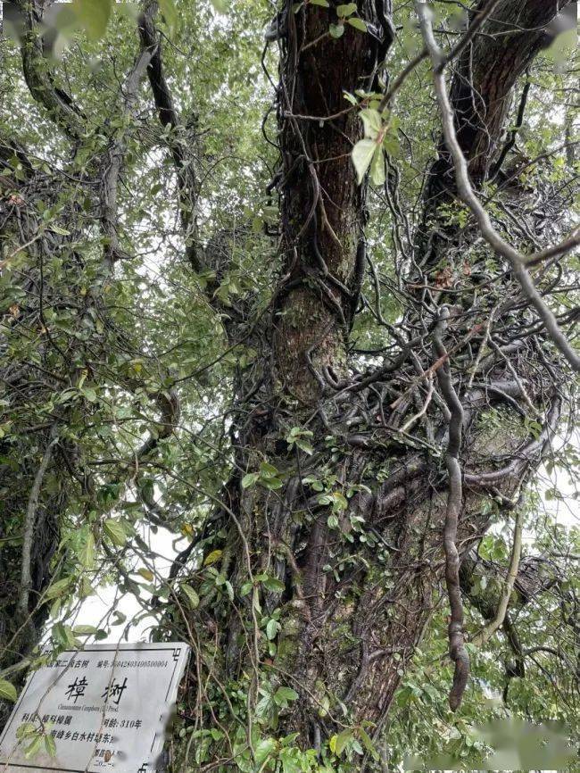 种植八月炸的前景和利润_致富经八月炸 种植_八月炸种植