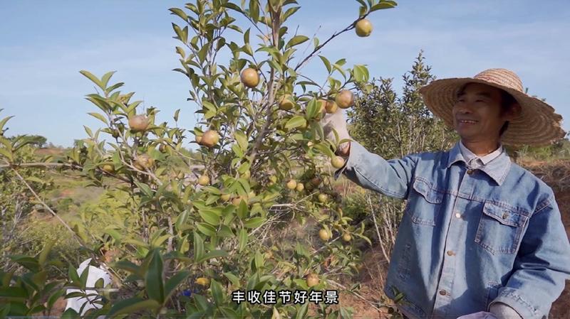 农村油茶种植致富_农村种植油茶如何_致富种植农村油茶产品