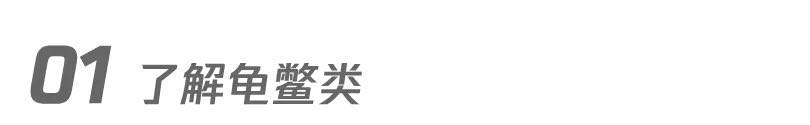 乌龟养殖户_致富经养殖乌龟_乌龟致富养殖方法