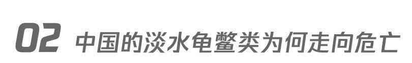 乌龟养殖户_乌龟致富养殖方法_致富经养殖乌龟