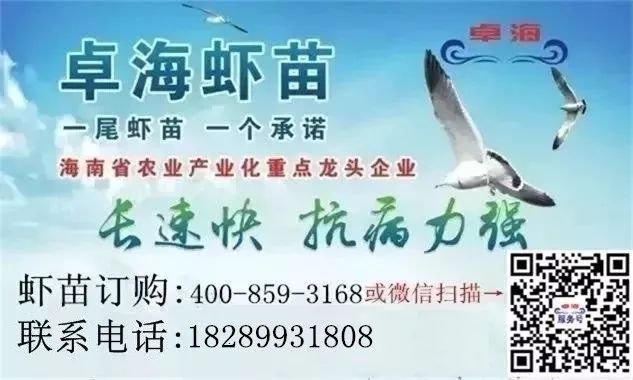 虾不好养？这个品种经济效益好！养殖技术简单！