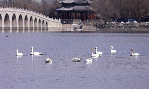 天鹅的养殖前景，天鹅有哪些价值