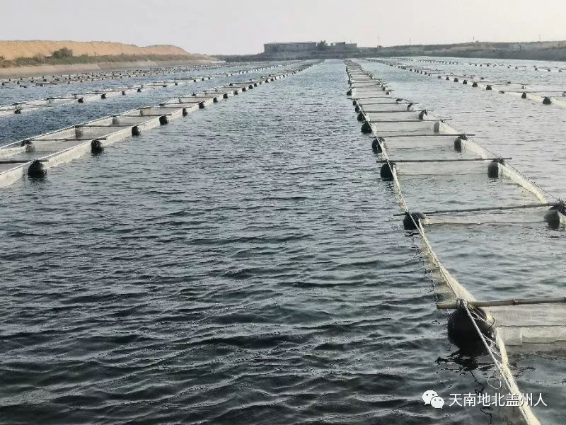 致富经人工箱养虾_致富经养殖虾_箱式养虾基建成本要多少