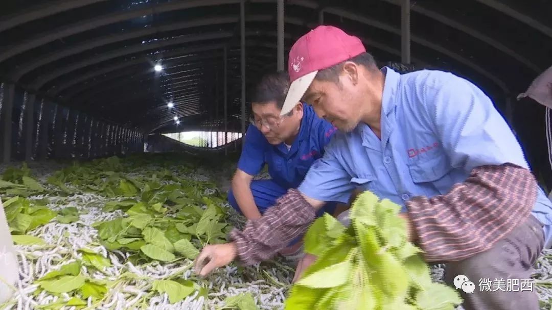 致富经养虾_致富经人工箱养虾_养殖箱养虾