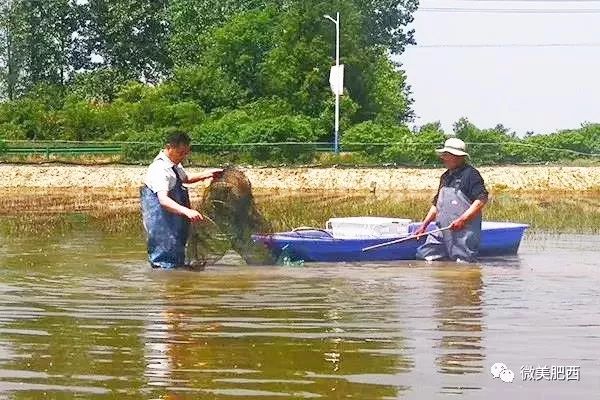 养殖箱养虾_致富经养虾_致富经人工箱养虾