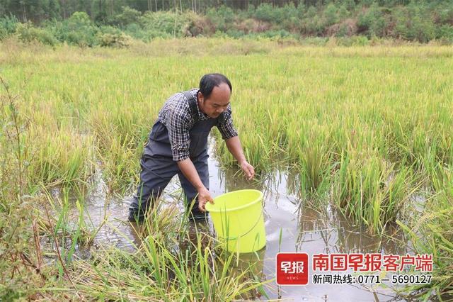 螺丝的养殖技术视频_螺丝怎么养殖我想看一下视频_螺丝养殖技术视频教程