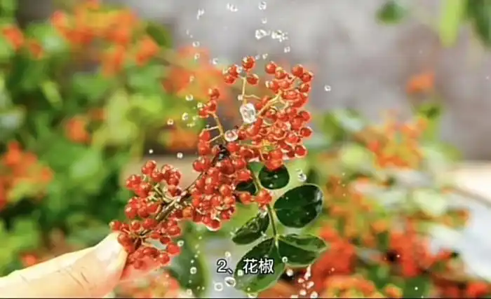 致富种植什么比较赚大钱_种植什么好致富_致富种植好项目大全