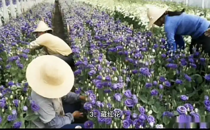 致富种植什么比较赚大钱_种植什么好致富_致富种植好项目大全