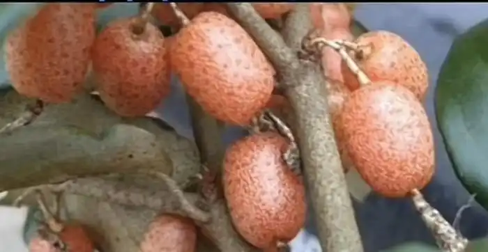 致富种植好项目大全_致富种植什么比较赚大钱_种植什么好致富