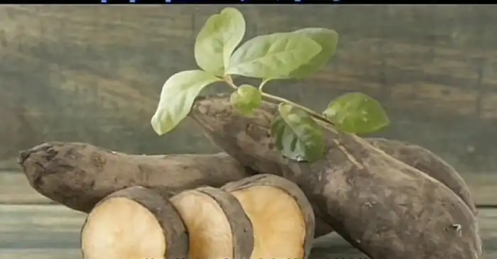 种植什么好致富_致富种植什么比较赚大钱_致富种植好项目大全